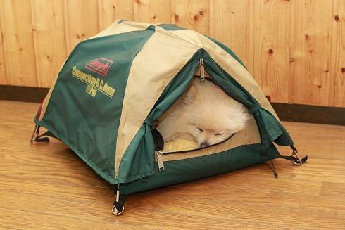 犬用 テント ドッグ わんこ 小屋 コールマン キャンプ用品: 輸入